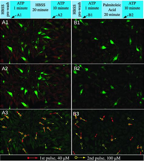 Animal cells are gap junctions. The role of pacemaker cells and gap junctions in the early ...