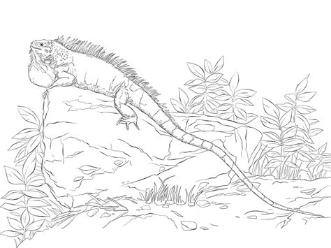 See more ideas about iguana, character, isa. Realisitc Green Iguana Coloring Page - Free Printable ...