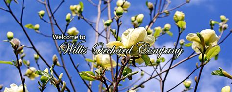 We want to assure you that if you decide to buy with. Fruit Trees For Sale | Buy Fruit & Landscaping Trees ...