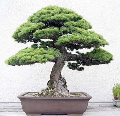 Kami punya beberapa informasi tentang gambar bunga bonsai termasuk artikel, gambar, foto, wallpaper. Gambar Pohon Bonsai Terindah | Aneka Ragam Bentuk Bonsai