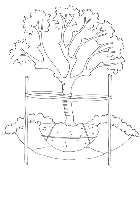 Before digging out a fruit tree, it's important to water it well and have the new hole prepared in advance. How to Transplant Fruit Trees | Tree transplanting, Fruit ...