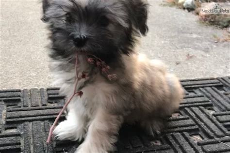 Brindle puppies akc cane corso mix dad with akc english bulldog mother we have 10 beautiful brindle puppies born may 1st 7 baby boys, and 3 beautiful. Havanese puppy for sale near San Francisco Bay Area ...