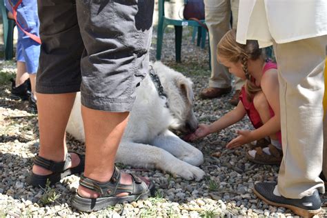 Tudtátok, hogy a magyaroknak is van kopasz kutyája? Pumi, sinka, májzli - magyar pásztorkutyákat simogattunk a ...