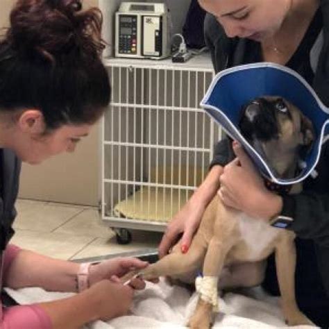 Maybe you would like to learn more about one of these? Central Texas Veterinary Specialty & Emergency Hospital ...
