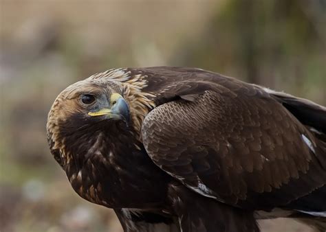 Kungsörn och havsörn på åtel. Stefan Pettersson Foto: Mera Havsörn och Kungsörn