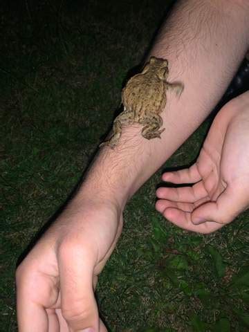 Frösche gehören zur fauna deutschlands wie rehe, eulen und hasen. Frosch im Garten wohin mit ihm? (Tiere, Biologie, Natur)