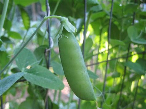 Each gardening location has unique environmental factors that affect the growing season. Jen & the Bean stalk | Beans, Stalking, Organic gardening