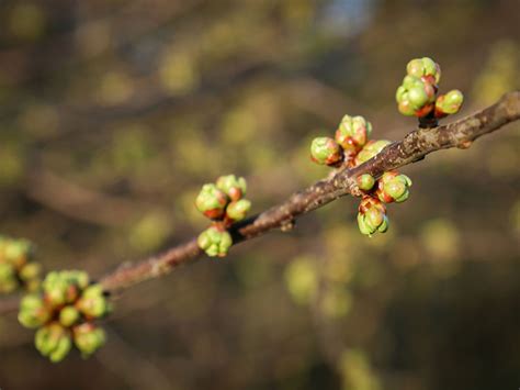 Wann ist eine gute pflanzzeit? Apfelbaum Blatt Zeichnen