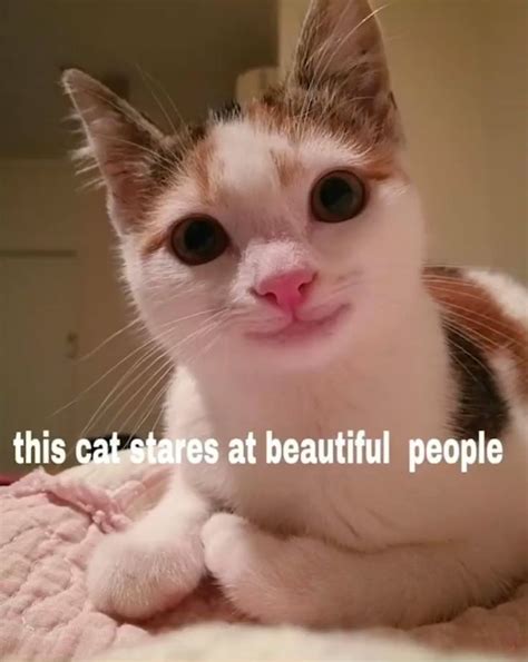 We did not find results for: Just to make your day #memes | Cat memes, Cute cat gif, Cats