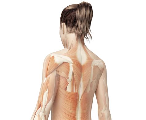 Within this group of back muscles you will find the latissimus dorsi, the trapezius, levator scapulae and the rhomboids. Muscles Of The Lower Back Diagram / What S A Fascia ...