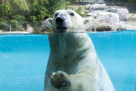 Il a ajouté une image d'ours polaire sur une image de plage. Ours Polaire Zoo En France - Pewter