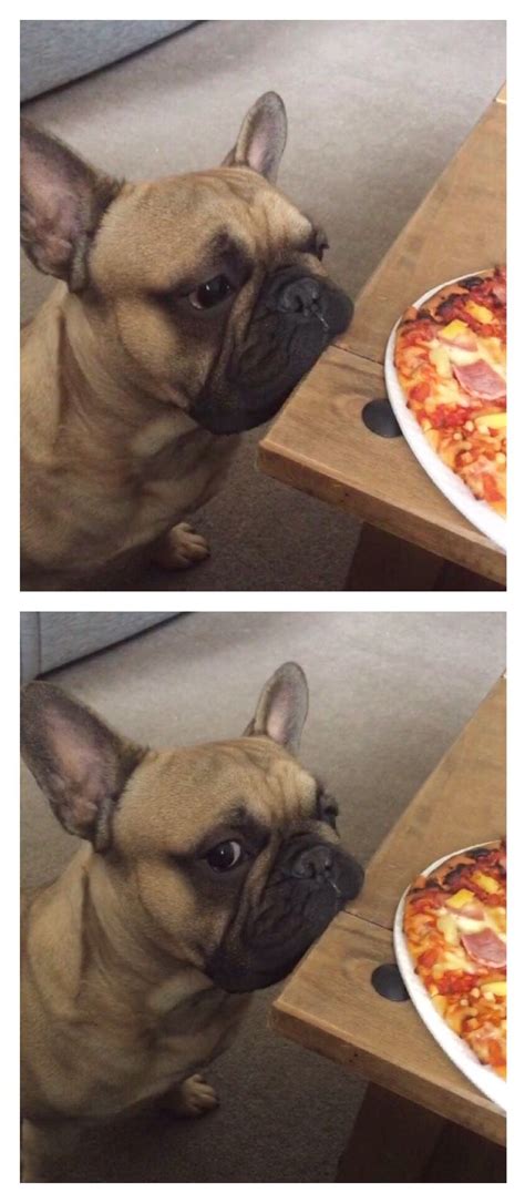 Small, adorable, loyal, intelligent, and strong are this is why their education from an early age is important in bulldog pitbull mix puppies. French Bulldog eyeballing the Pizza | Pitbull terrier ...
