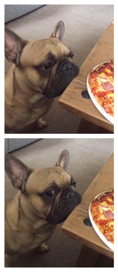 The lifespan of this crossbreed is 10 to 13 years. French Bulldog eyeballing the Pizza | Pitbull terrier ...