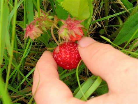 Wild strawberries is among his best but he's got a. Good Berry, Bad Berry: Book Review