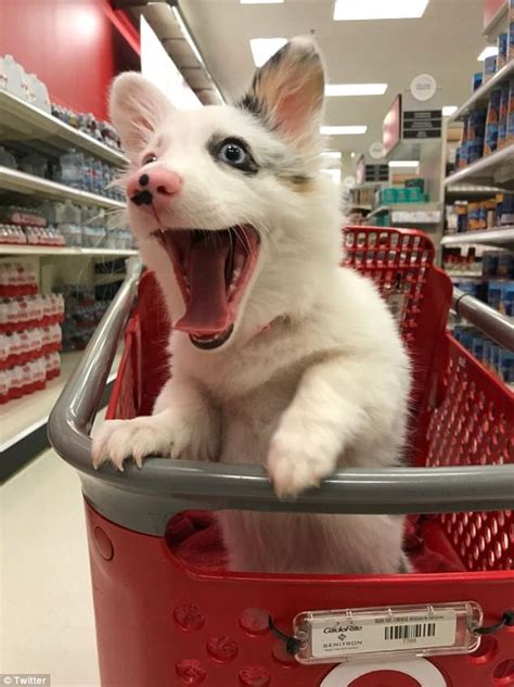 Free dog classifieds pawbe is here to help you find the perfect puppy for you and your family breeders and puppy owners can list their cute puppies here. Corgi puppy 'smiles' while shopping at Target | Daily Mail ...