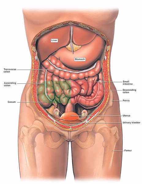 Female silhouette with highlighted internal organs. Anatomy of the Female Abdomen and Pelvis, Cut-away View ...