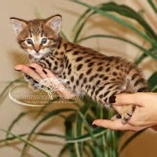 I am an exotic kitten breeder and offer kittens for sale in virginia specializing in: Bengal, Serval,savannah, Caracal Kittens and Bengal ...