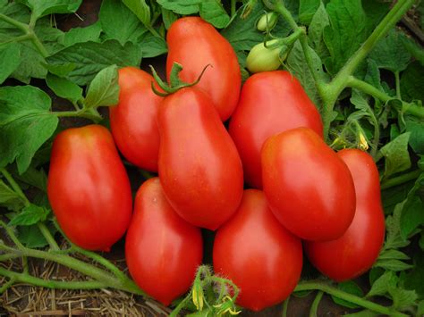 Roma VF, Virginia Select Paste Tomato, 0.16 g : Southern Exposure Seed ...