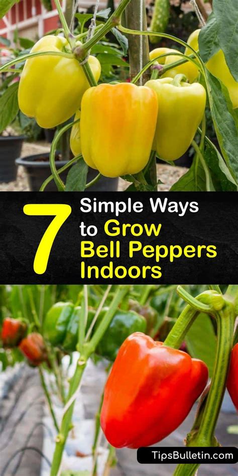 Use black plastic mulch to warm the soil, decrease weed growth and keep soil moisture. 7 Simple Ways to Grow Bell Peppers Indoors