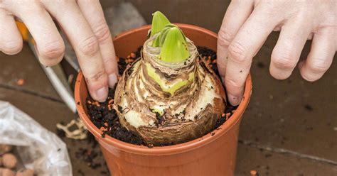 Normalerweise braucht die exotische orchidee keinen regelmäßigen. Amaryllis einpflanzen: Darauf müssen Sie achten ...