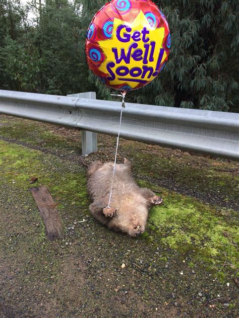 Maybe you would like to learn more about one of these? Can't believe this isn't on here yet : roadkillballoons