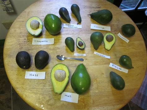 Those who love avocados really love avocados. Know Your Avocado Varieties And When They're In Season ...