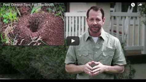 When an ant has been lost in the wilderness for some time, this scent will be degraded or lost. Pest Control Tips For the South (Video)
