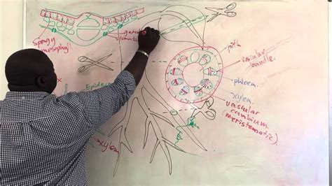 The main function of the xylem is to transport water and minerals from the soil to other parts of the plant. Xylem and Phloem Structure - YouTube