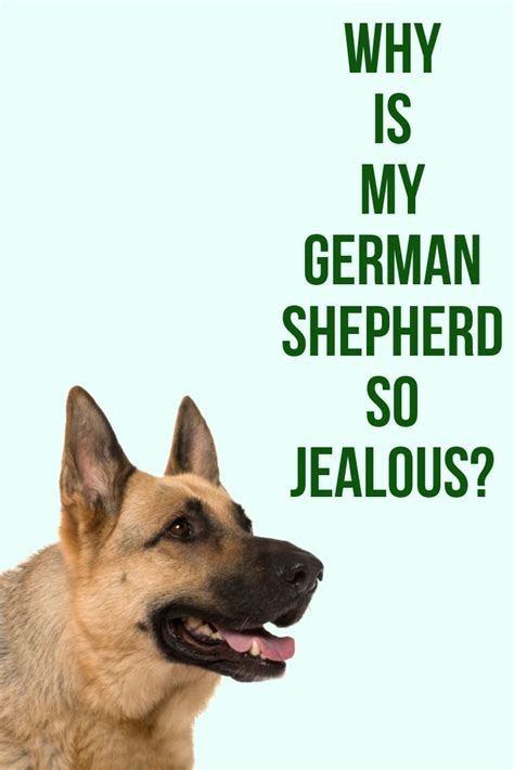 But, stereotypes aside, is germany really orderly? Why is my German Shepherd so jealous? | German shepherd ...