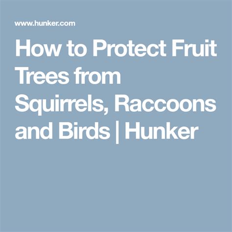 We did not find results for: How to Protect Fruit Trees from Squirrels, Raccoons and ...