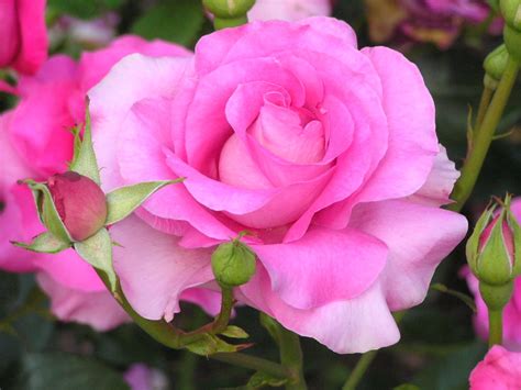 Rose (Rosa): National Flower of Slovakia | Meaning of the Rose