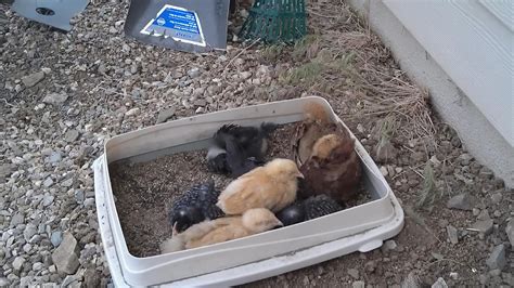 A dusty chicken, much like a pig rolling in the mud, is much cooler than one that is completely dry. Backyard Chicken Lady ...thinking out loud: Chicken Dust ...