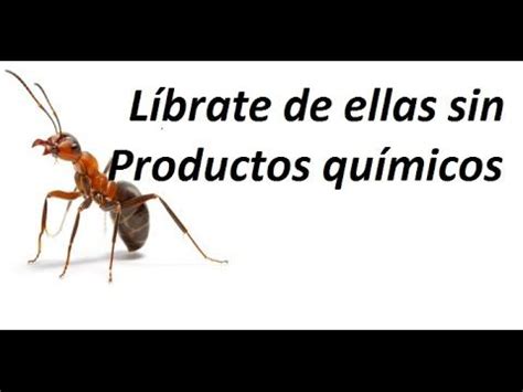 Las hormigas pueden sobrevivir a los típicos venenos comerciales y continuar infestando tu casa si no son correctamente eliminadas. VENENO PARA HORMIGAS SUPER EFECTIVO - YouTube | Hormigas ...