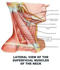 Known also as striated muscles due to their appearance. Neck Muscle Anatomy - Health, Medicine and Anatomy Reference Pictures | Neck muscle anatomy ...