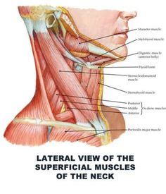 The striated muscles belong to the group of organs that respond to the related conflict not with cell proliferation or cell loss but with functional. Neck Muscle Anatomy - Health, Medicine and Anatomy Reference Pictures | Neck muscle anatomy ...