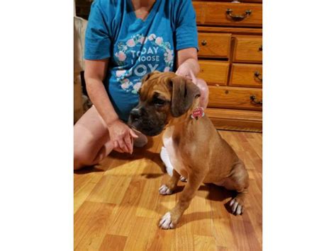 Obedience training, housebreaking, dog diet & nutrition Two playful AKC Boxer Puppies for sale in Greensboro, North Carolina - Puppies for Sale Near Me
