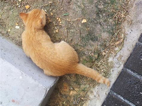 Bahkan warna makanan yang dikukus bisa terlihat lebih cerah sehingga bisa menambah selera atau nafsu makan. Kucing Utara: Cara Atasi kucing hilang selera makan