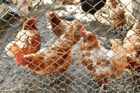 A bird flu outbreak that has required culls of hundreds of thousands of ducks in southwest france seems under control for now, the. Bird flu mutations may resist antiviral drugs, scientists ...