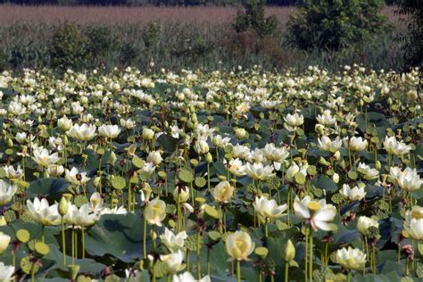 Temperament is of the utmost importance. Maryland Biodiversity Project - American Lotus (Nelumbo lutea)