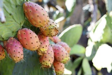Carvajal is part of a young generation of sotol enthusiasts who. How to Kill Prickly Pear Cactus | eHow