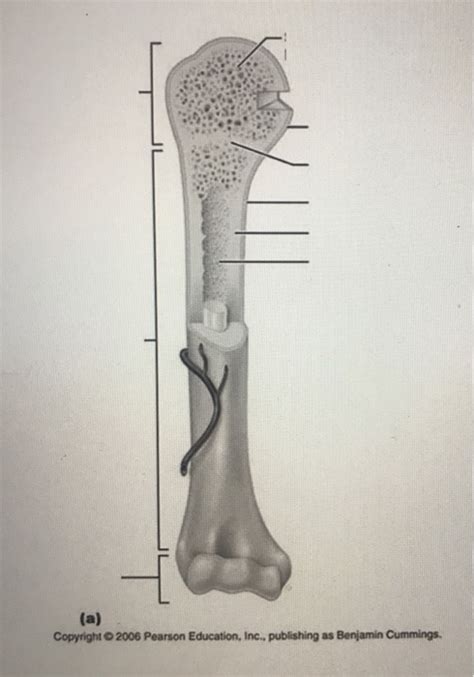 Label the items in the calcium homeostasis diagram. Long Bone Labeled : Chapter 6 Intro Skeletal System ...