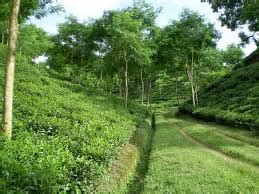 We went their while on our way to ravangla from gangtok. Beautiful Bangladesh: Tea Garden