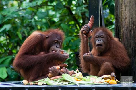 When orangutans are admitted to the centre they are given a full health inspection and then are quarantined to prevent any diseases from spreading. Orangutan Island: falling in love with the animals of Borneo