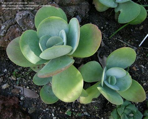 Elle change de couleur au fil des saisons, sa floraison est parfumée, son grand feuillage charnu est très graphique. PlantFiles Pictures: Kalanchoe Species, Desert Cabbage ...