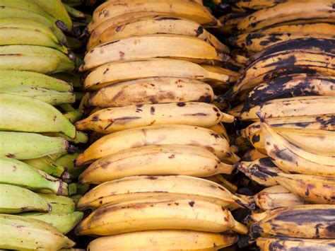 How to make plantain flour at home to inexpensively add it to your family's diet as a healthy source of prebiotic resistant starch for keeping gut flora. Plantains: Benefits and nutrition