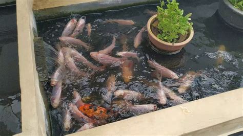 Resep brekecek tilapia ikan tilapia. Kolam Ikan Tilapia Merah - YouTube