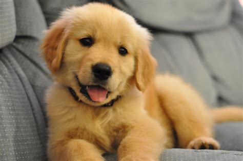 The golden retriever has a great personality and is easy to train, making this one of america's favorite family pets. How much do our dogs remember? | SiOWfa15: Science in Our ...