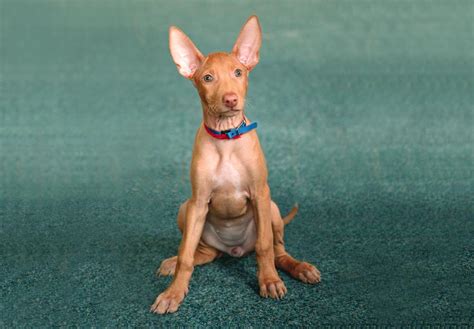 Use the search tool below and browse. Pharaoh Hound Puppies For Sale - AKC PuppyFinder