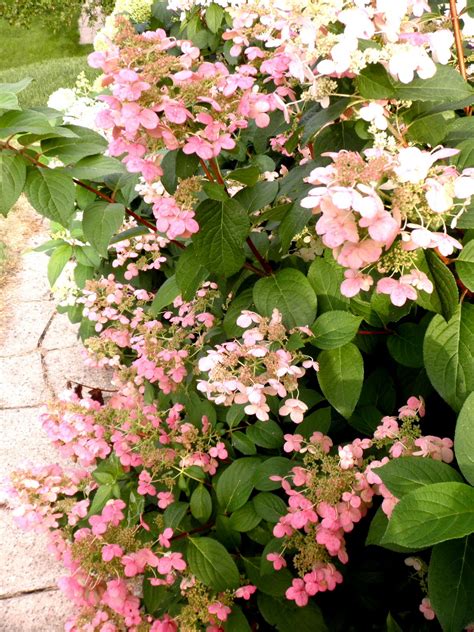 They are mostly for their large flowers that bloom from mid summer to fall. Feminine and Sweet: Pink Lacecap Hydrangeas