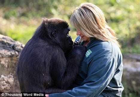 The male and female will mate and produce their young ones sexually. Will you be my new mummy? Orphan gorilla gets to grips ...